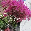 kieutran3780