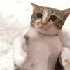 ngtth_yenvy