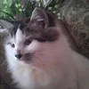 leocumil