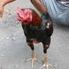sultan_ayam