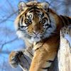 aygul_74_