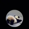 quang.1112