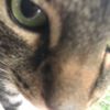 mypfpi5mycat