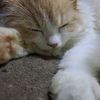 mycat1_8_