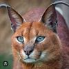 caracal81