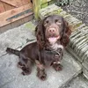 robinthecockerspaniel