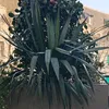 siham6709