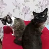 gatosfofinhosdotiktok
