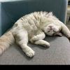 ragdollpurebreed