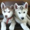 huskyforders