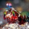 mantisshrimpy