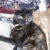 love.cat.call.namie