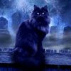 kittycather