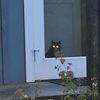 123_meow_