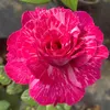 daisy021222