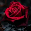 elena_81913
