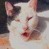 pussykatmeow