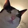 petzcatz2fan