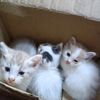 intan_ismail5626