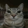 dexter_morgan1738ay