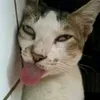 tomatu_08