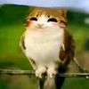 panti_chiquito