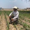felixagricultor