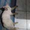 paodesal24