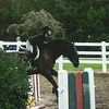 equestrian337