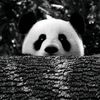 imenpanda1999