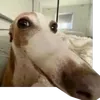 ovelha_pinkpipoca