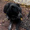 urbandoglover82