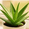 aloe_lovegood