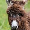 donkeyfloof