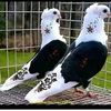 shahidalikuw785gmail.com