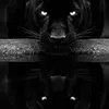 cu_preto_charmos