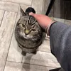 fluffycat148