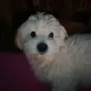 dobradavid123