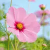 flowersinjannah