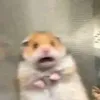 jid_rio