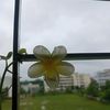 asha.akter3925