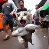 hihihehehe47