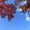 nemu_zz7