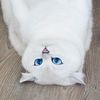berryrl19