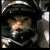 kucing_by0