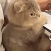 howftowfdowf