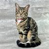 abbythetabbysmomma