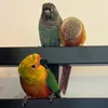 small_parrot_lover