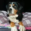 hundesalon_katzen