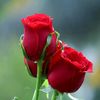 morim756